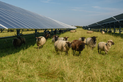 Sheeps standing next to a field of solar panels. Solar farm with solar trackers panels and flock of sheep. Agrivoltaics concept that involves the shared use of land for solar parks and sheep grazing.